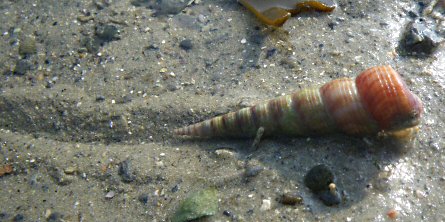 Turritellinella tricarinata