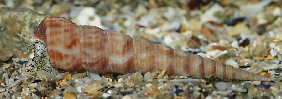 Turritellinella tricarinata