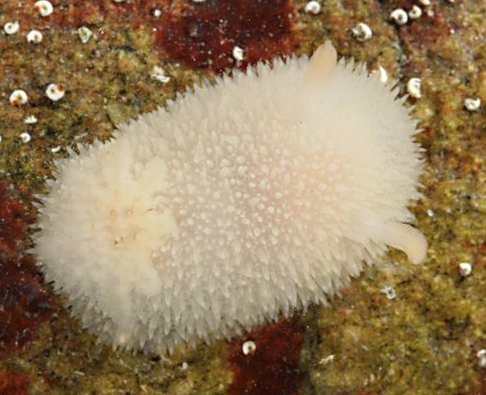 Acanthodoris pilosa