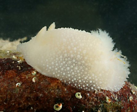 Acanthodoris pilosa