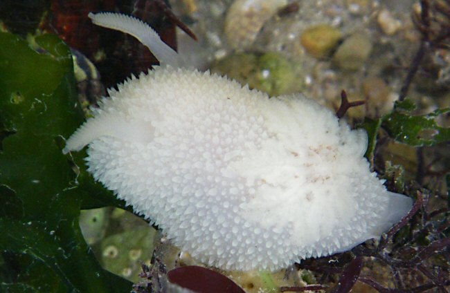 Acanthodoris pilosa