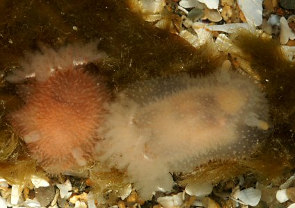 Acanthodoris pilosa