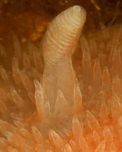 Acanthodoris pilosa