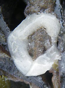 Acanthodoris pilosa (ponte)