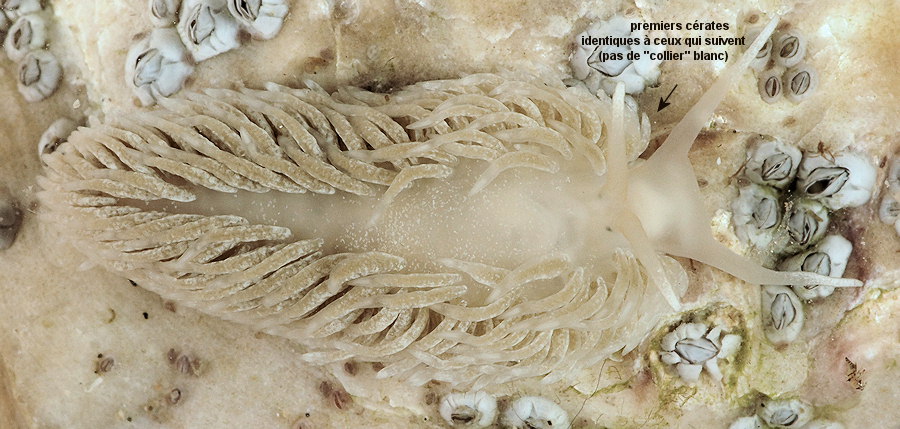 Aeolidiella glauca