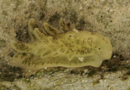 Alderia modesta