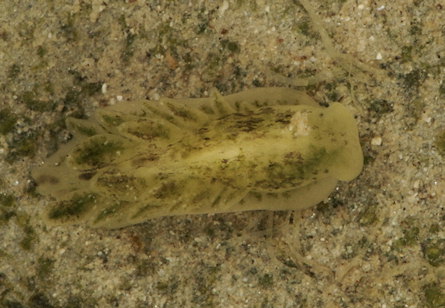 Alderia modesta