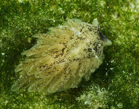 Alderia modesta