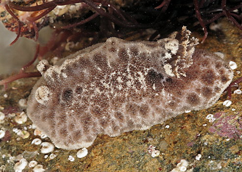 Atagema gibba