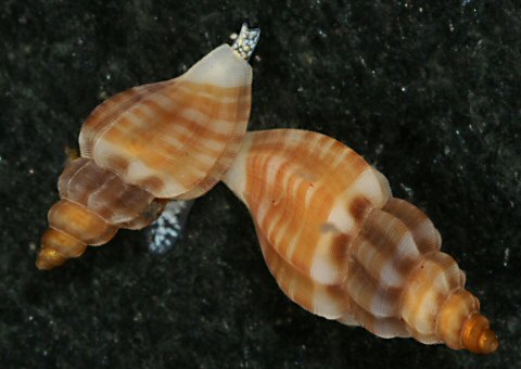 Mangelia costulata