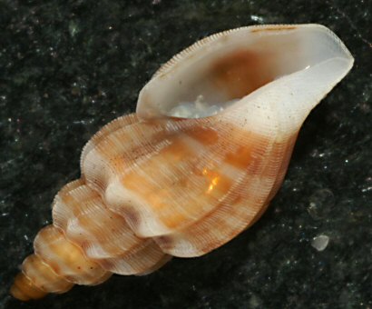 Mangelia costulata