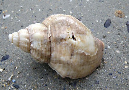 Buccinum undatum