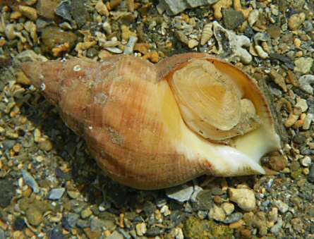 Buccinum undatum