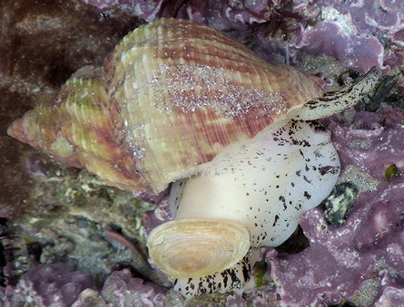 Buccinum undatum