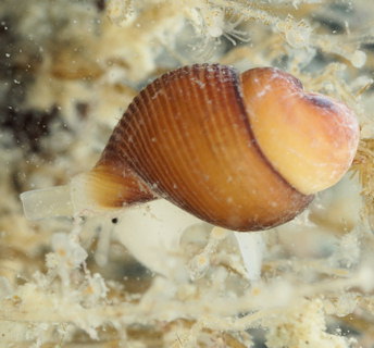 Buccinum undatum (juvenile)