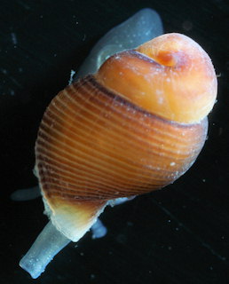 Buccinum undatum (juvenile)