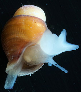 Buccinum undatum (juvenile)