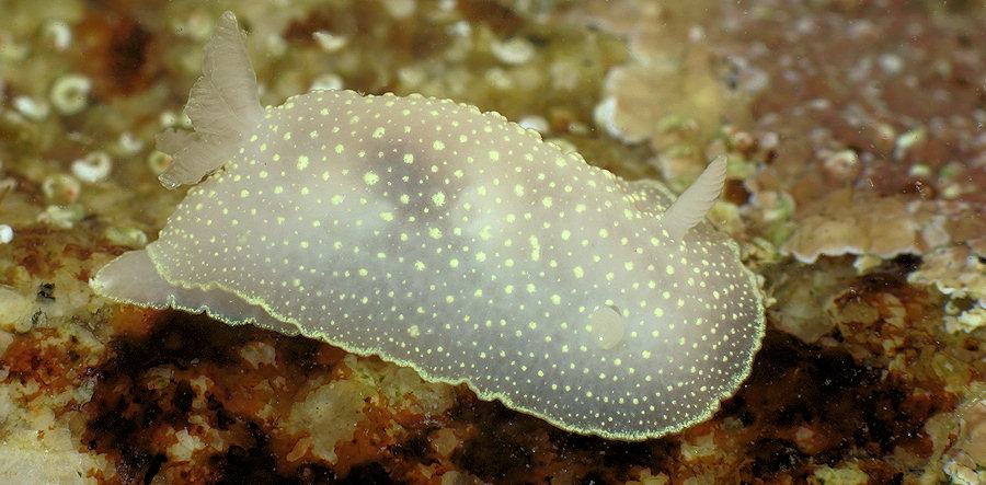 Cadlina laevis