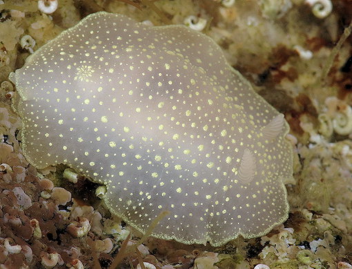 Cadlina laevis