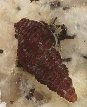 Chauvetia brunnea