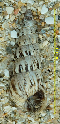 Cochlicella acuta