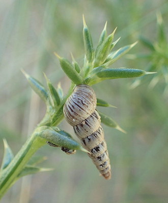 Cochlicella acuta