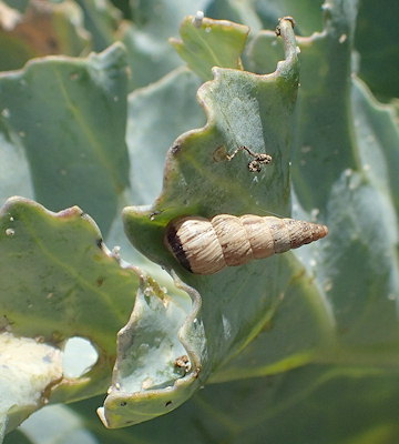 Cochlicella acuta