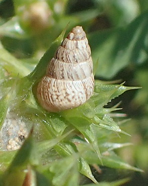 Cochlicella barbara