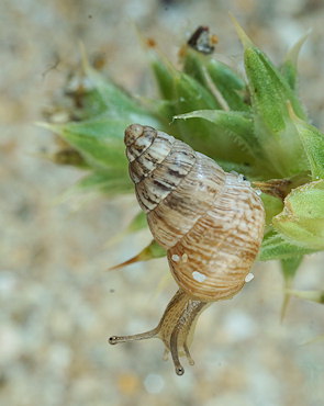 Cochlicella barbara