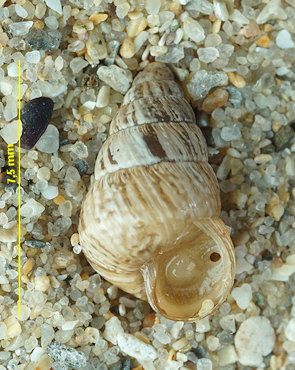 Cochlicella barbara