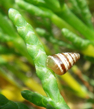 Cochlicella barbara