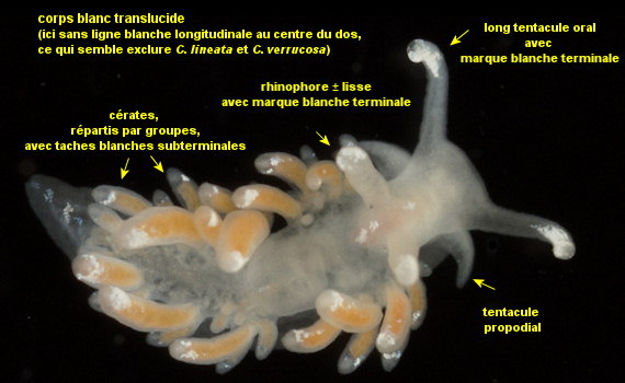 Coryphella