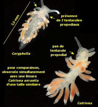 Coryphella