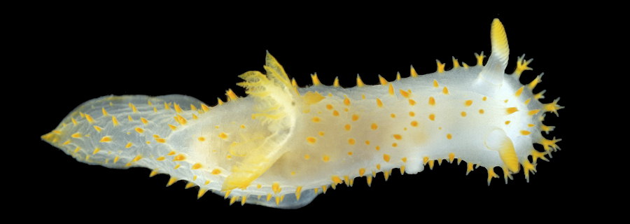Crimora papillata