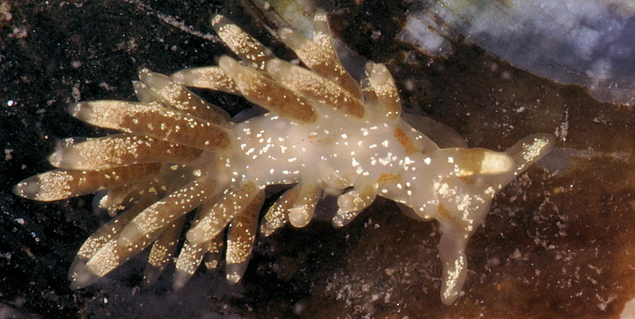 Trinchesia foliata