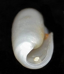 Cylichna cylindracea