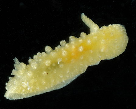 Doris ocelligera