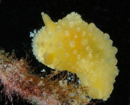 Doris ocelligera