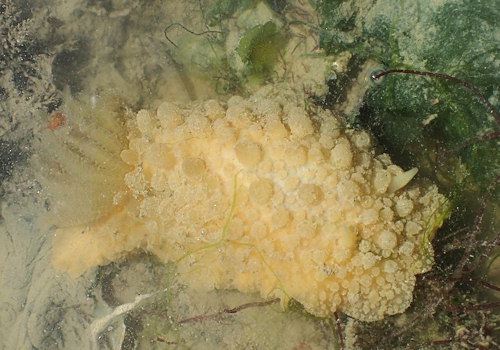 Doris verrucosa