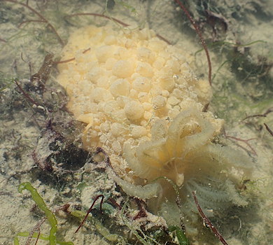 Doris verrucosa