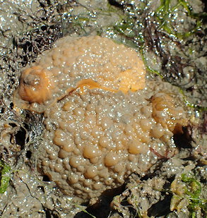 Doris verrucosa