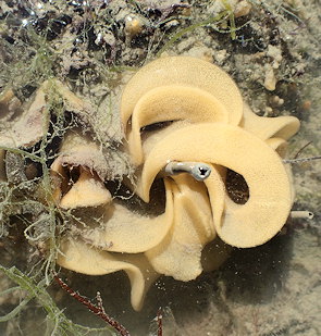 Doris verrucosa (ponte)