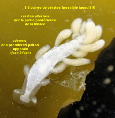 Embletonia pulchra