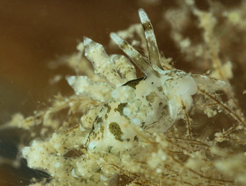 Capellinia doriae