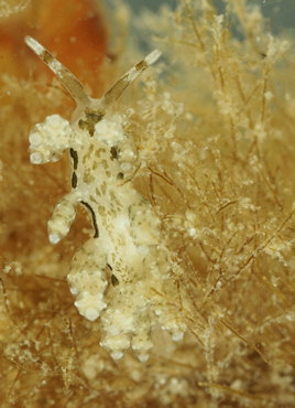 Capellinia doriae