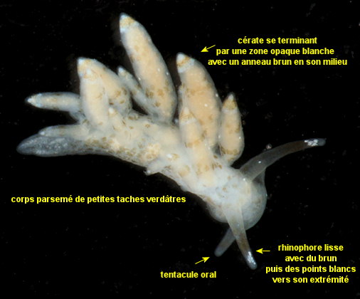 Eubranchus exiguus