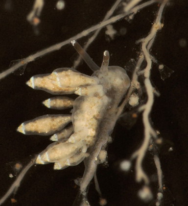 Eubranchus exiguus