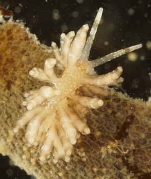 Eubranchus vittatus