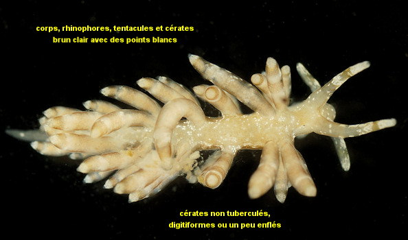 Eubranchus vittatus