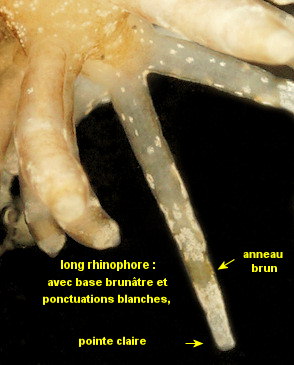 Eubranchus vittatus